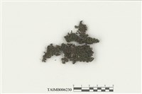 藏品(卷葉溼地蘚)的圖片